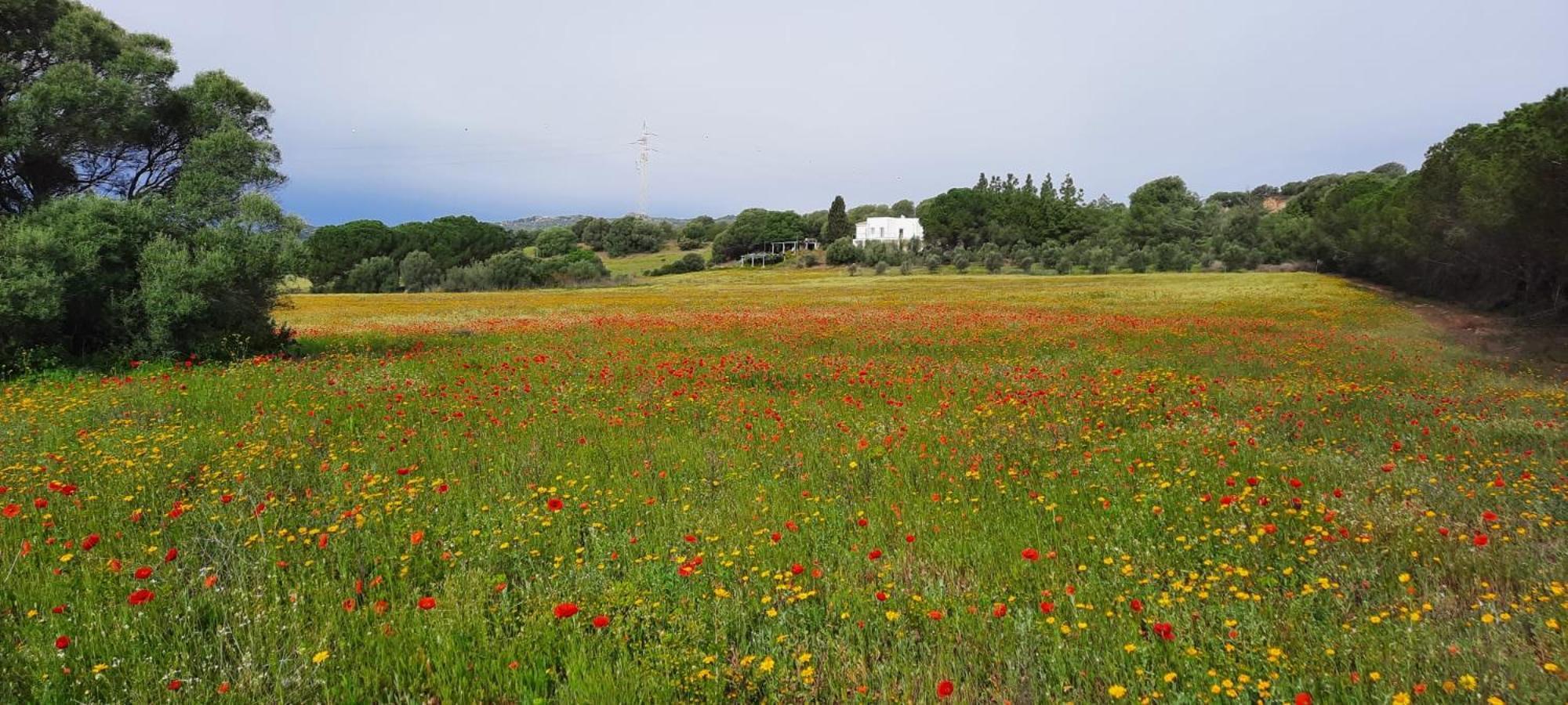 Agreen Country House Olbia Eksteriør billede