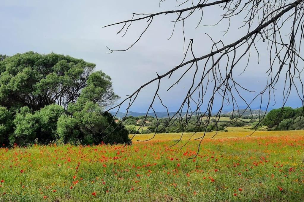 Agreen Country House Olbia Eksteriør billede